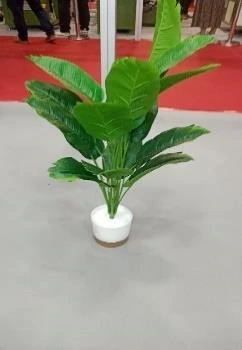 Banan Plant Small